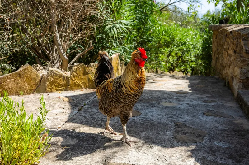 Un gallo paseando por un camino de piedra de la finca